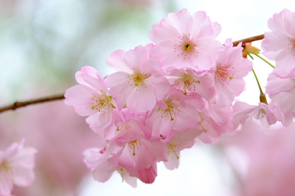 cherry blossoms 4102082 1280 1